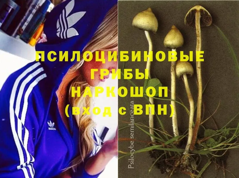 Псилоцибиновые грибы Psilocybine cubensis  МЕГА ссылка  нарко площадка состав  Ак-Довурак 